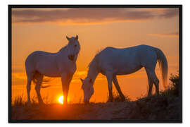 Gerahmter Kunstdruck Zwei Camargue-Pferde bei Sonnenaufgang