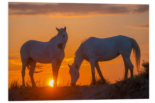 Foam board print Two Camargue horses at sunrise