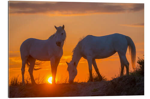 Cuadro de plexi-alu Two Camargue horses at sunrise