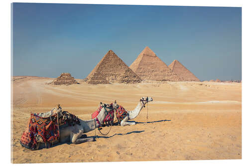 Acrylic print Camels in Giza