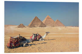 Print på skumplade Camels in Giza