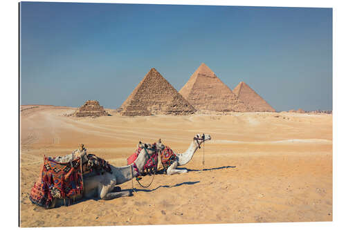 Tableau en plexi-alu Camels in Giza