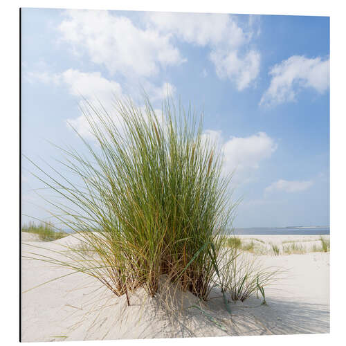 Cuadro de aluminio Dune on the beach