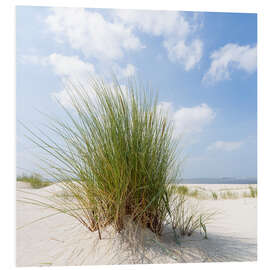 Foam board print Dune on the beach