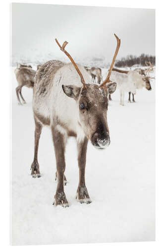 Akrylglastavla Reindeer in nordic Lapland