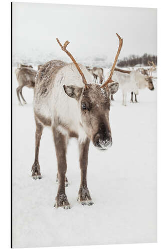 Aluminium print Reindeer in nordic Lapland