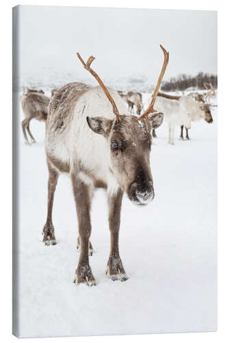 Canvas print Reindeer in nordic Lapland