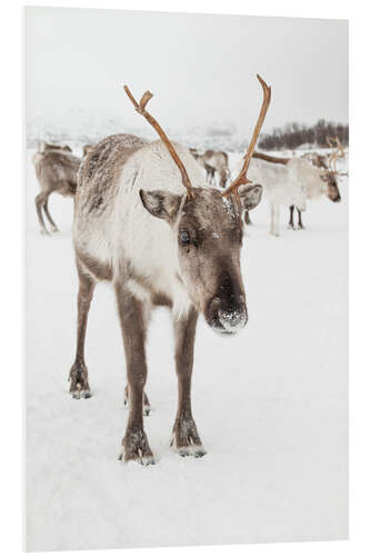 Foam board print Reindeer in nordic Lapland