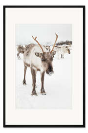 Gerahmter Kunstdruck Rentiere in Nordlappland