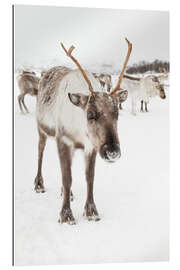 Tableau en plexi-alu Reindeer in nordic Lapland