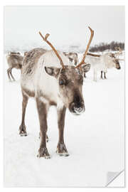 Naklejka na ścianę Reindeer in nordic Lapland