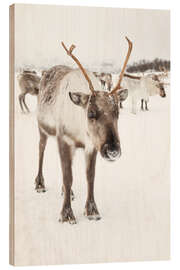 Wood print Reindeer in nordic Lapland