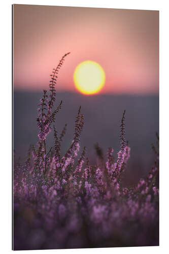 Galleriprint Sun and heather