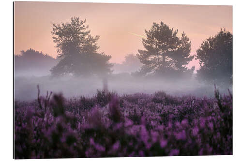 Quadro em plexi-alumínio Magical morning