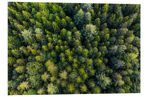 PVC-taulu Black Forest from a bird's eye view