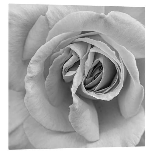 Acrylglas print Rose in black and white