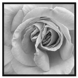Gerahmter Kunstdruck Rose in Schwarz und Weiß