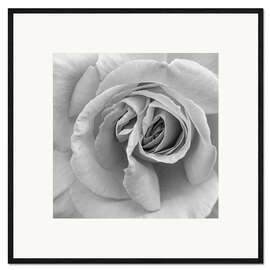 Framed art print Rose in black and white