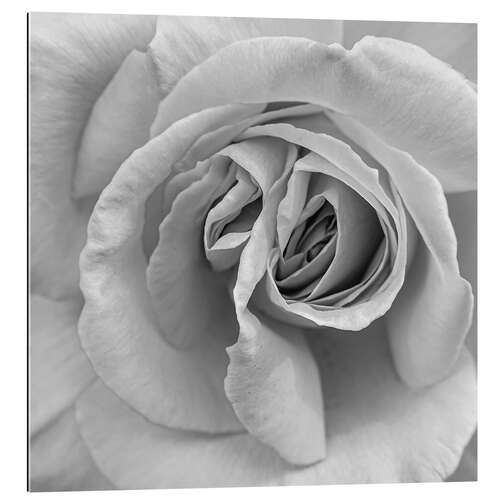 Gallery print Rose in black and white