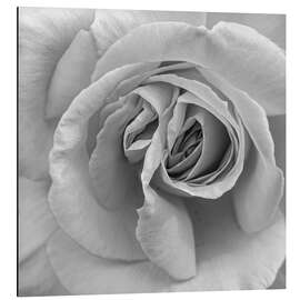 Magnettafel Rose in Schwarz und Weiß