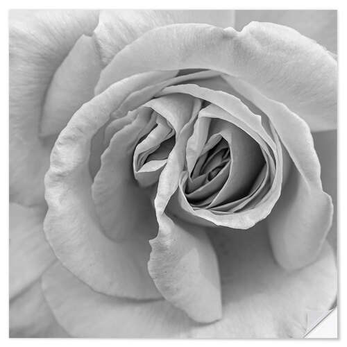 Wall sticker Rose in black and white