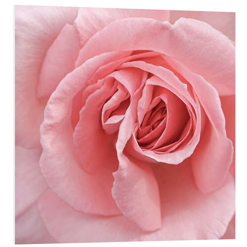 Foam board print Delicate pink rose