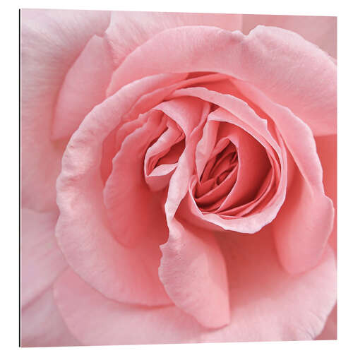 Gallery print Delicate pink rose