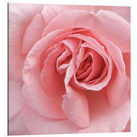 Magnettafel Zarte rosa Rose