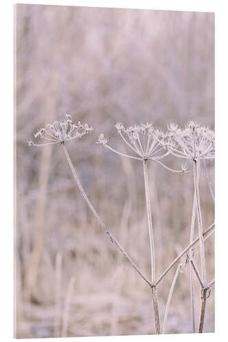 Acrylglas print Pastel Winter Morning