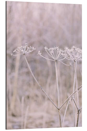 Cuadro de aluminio Pastel Winter Morning