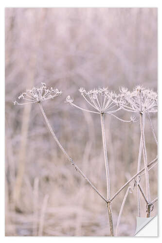 Autocolante decorativo Pastel Winter Morning