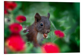 Aluminium print Squirrel