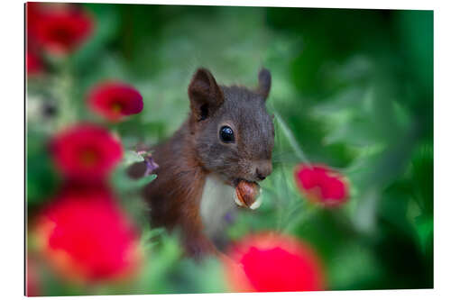 Gallery print Squirrel