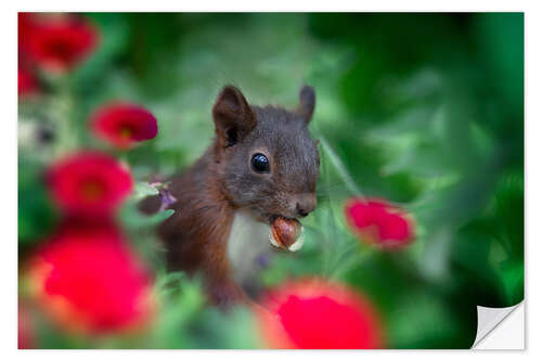 Vinilo para la pared Squirrel