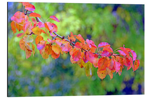 Aluminiumsbilde Autumn magic