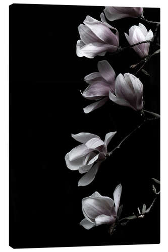 Canvas print Magnolia blossoms on black