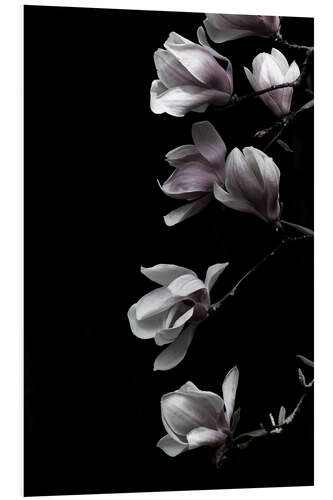 PVC print Magnolia blossoms on black