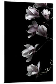 Gallery print Magnolia blossoms on black