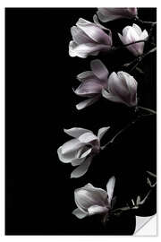 Wall sticker Magnolia blossoms on black