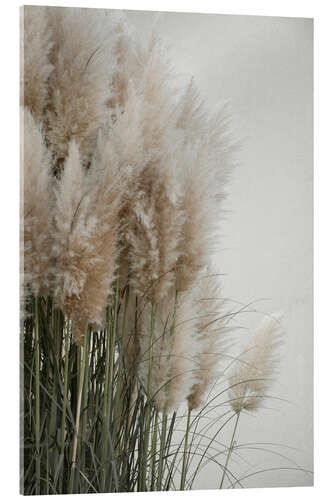 Acrylic print Pampas