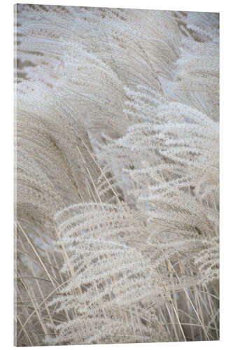 Acrylic print Boho dreams - pampas