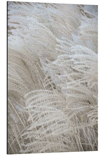 Aluminium print Boho dreams - pampas