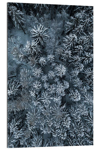 Gallery print The path through the snowy winter forest