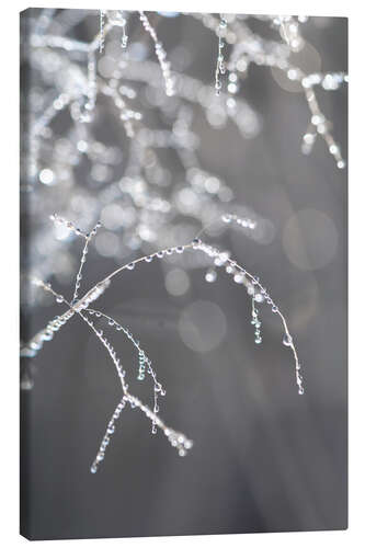 Canvastavla Glittering dew in the morning hours