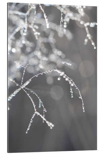 Gallery print Glittering dew in the morning hours