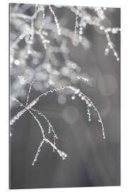 Quadro em plexi-alumínio Glittering dew in the morning hours