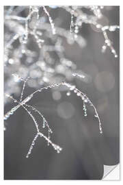 Wall sticker Glittering dew in the morning hours