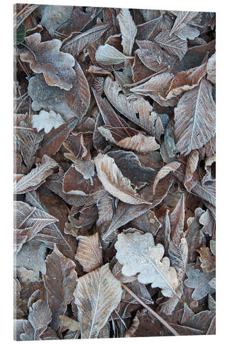 Acrylglas print Snow and icy leaves in the winter forest