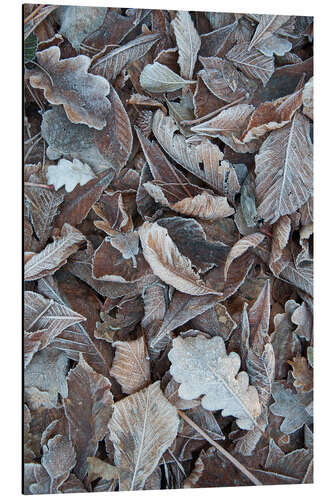 Tableau en aluminium Snow and icy leaves in the winter forest