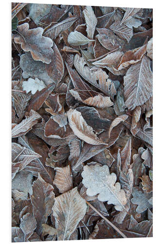 Quadro em PVC Snow and icy leaves in the winter forest